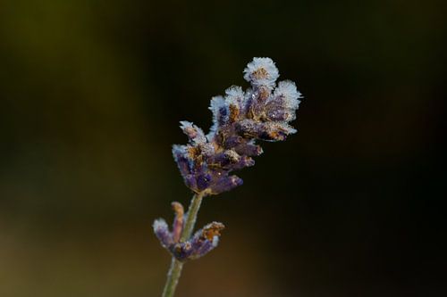 Lavendel mit Eis bedeckt 3