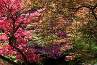Japanese garden in May