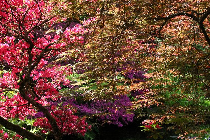 Japanese garden in May by Tatjana Korneeva