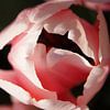 Roze tulp van Martine Verhave