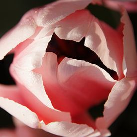 Roze tulp sur Martine Verhave