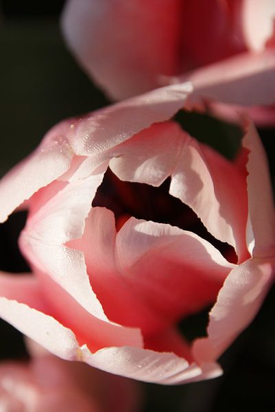 Roze tulp von Martine Verhave