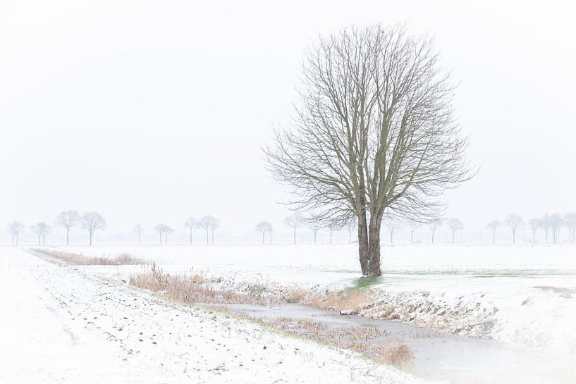 Eenzame boom in de sneeuw. van Anita Lammersma