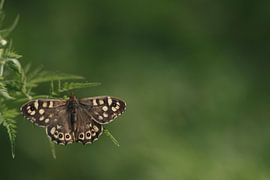 Bonte zandoogje vlinder op blad by Jovas Fotografie