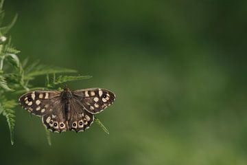 Bonte zandoogje vlinder op blad