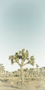 Joshua Tree | Vintage Panorama von Melanie Viola