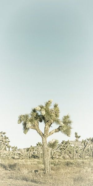 Joshua Tree | Vintage Panorama van Melanie Viola