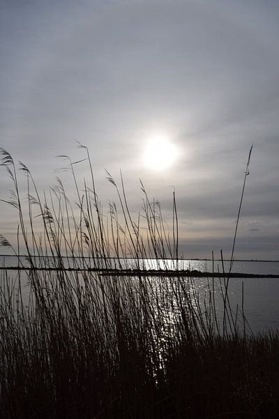 Winterzon van Monique Korstanje