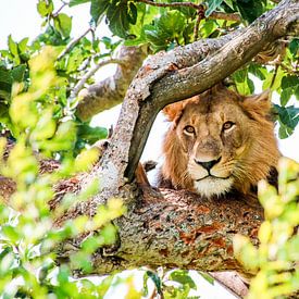 Lion in Tree between Leaves: QENP, Uganda