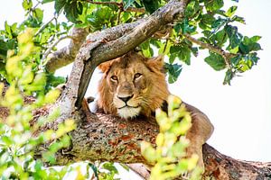 Löwe im Baum unter Blättern: QENP, Uganda von The Book of Wandering