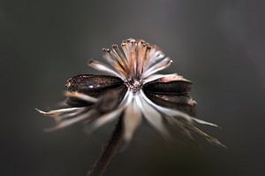 Symétrie florale