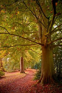Alte Bäume im Herbst