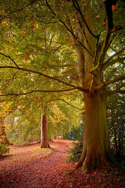Oude bomen in de herfst van Jenco van Zalk
