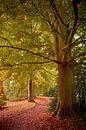 Alte Bäume im Herbst von Jenco van Zalk Miniaturansicht