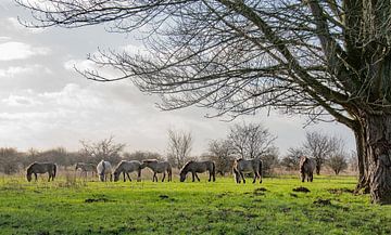 Konik paarden bij de Blaauwe kamer Wageningen 06 sur Cilia Brandts