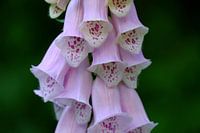 Pink Digitalis Purpurea