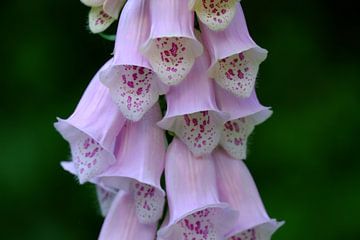 Roze vingerhoedskruid van Myrte Wilms