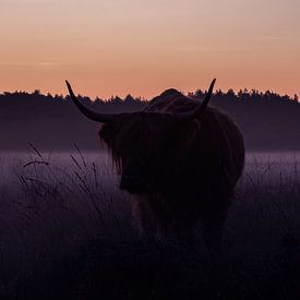 Scottish Highlander - Bussumerheide by Amber Koehoorn