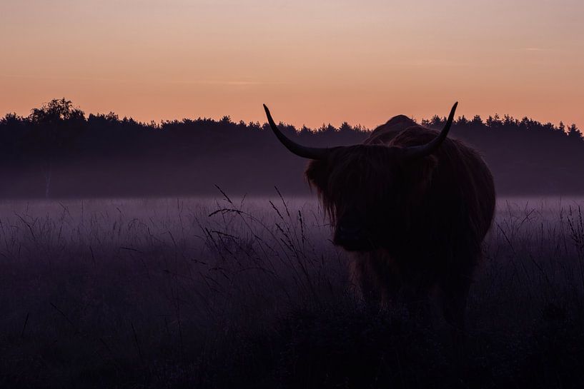 Schotse Hooglander - Bussumerheide van Amber Koehoorn