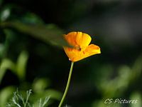 Blume