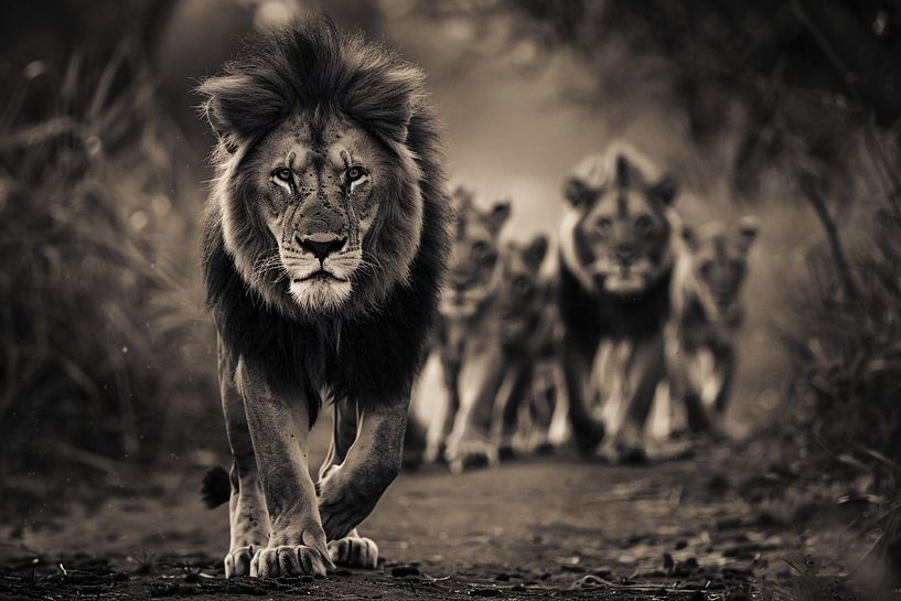 Lion family on savannah by Art & Soul Creations