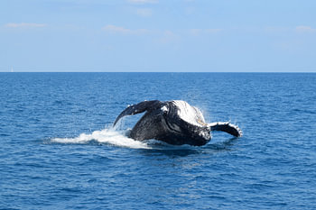 Sprong van een bultrug walvis