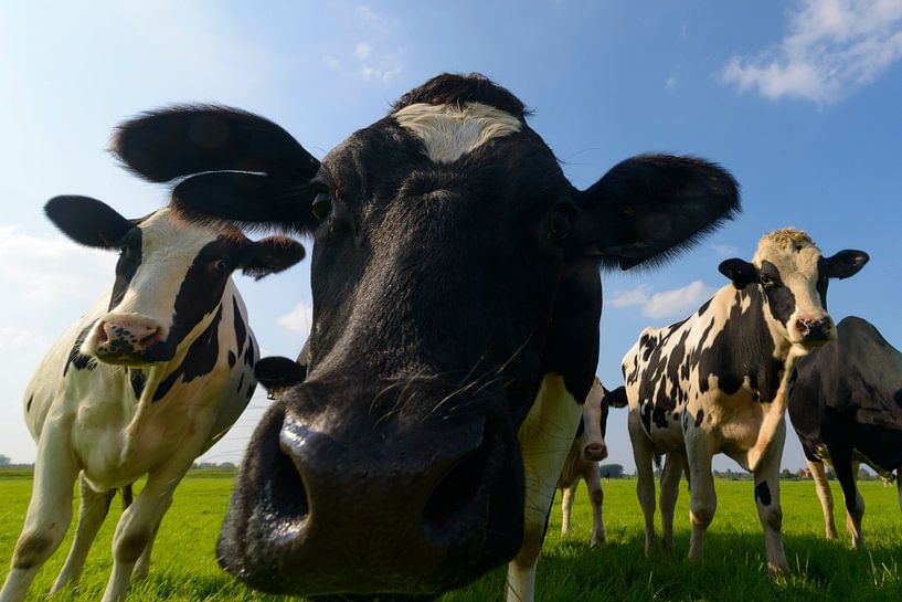 Groep koeien die in de lens kijken van Sjoerd van der Wal Fotografie