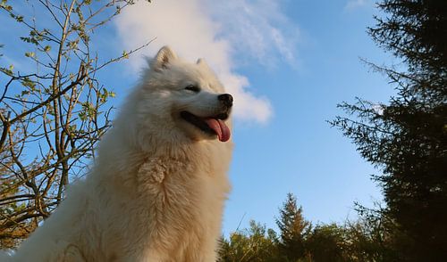 Samoyed