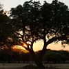 Amarula boom Afrika van Marika Rentier