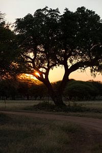 Amarula boom Afrika van Marika Rentier