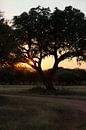 Amarula boom Afrika van Marika Rentier thumbnail