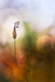 Eine andere Welt