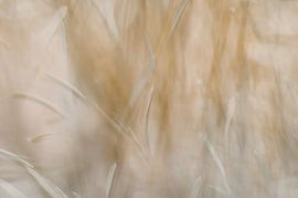 Tannenzweig von Minie Drost