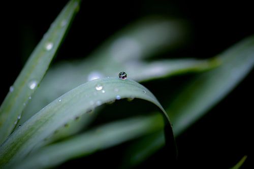 drop on a green leaf