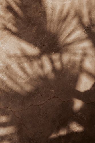 Die Schatten der Palme von Unframed Visuals