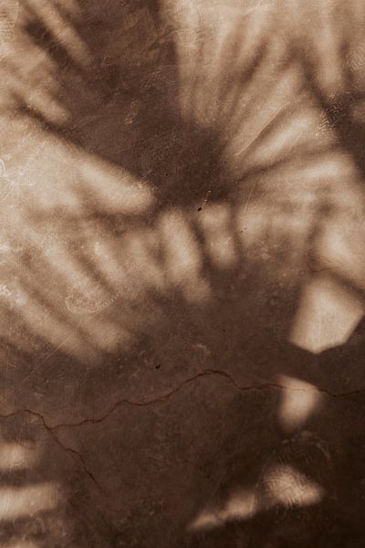 Shadows of the palm by Unframed Visuals