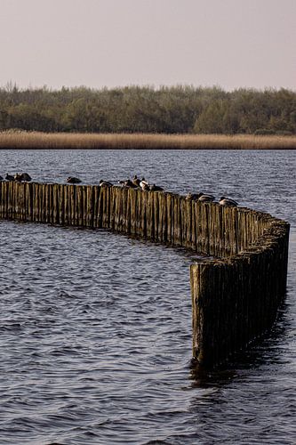 Série Lauwersoog sur Lens_en_Dier