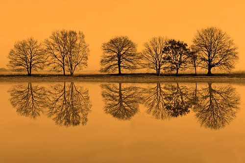 row of trees reflected in water