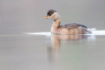 Little Grebe swimming in a lake by Beschermingswerk voor aan uw muur