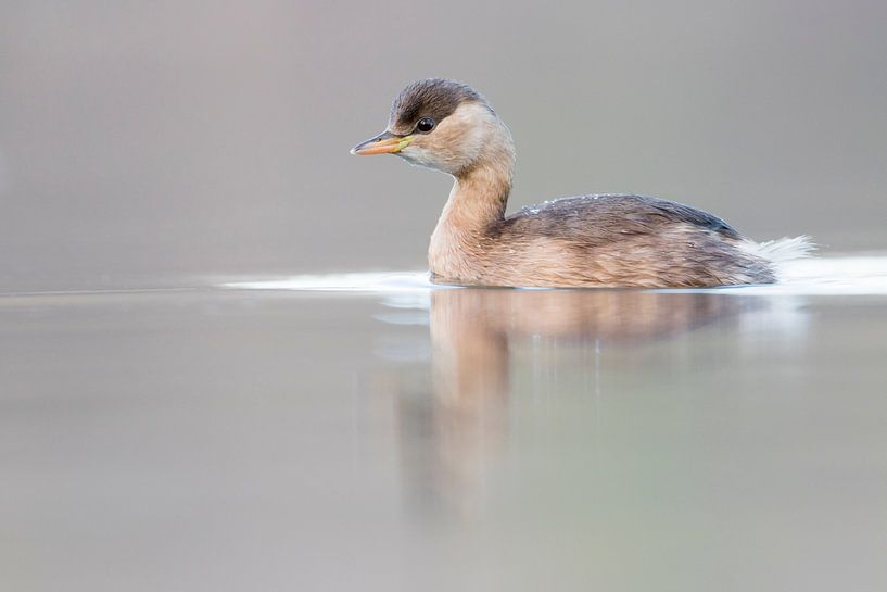 Nager le petit grèbe immature par Beschermingswerk voor aan uw muur