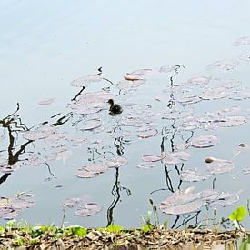 Petit canard sur Henriette Tischler van Sleen