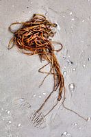 Groot Zeegras