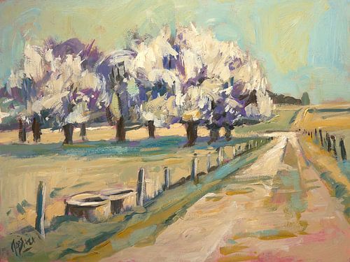 Kersenbloesem in Kelmond