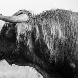 Schottischer Highlander-Bulle auf Veluwezoom in schwarz und weiß von CMphotos