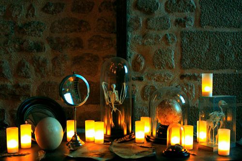 Stilleven met dierskeletten