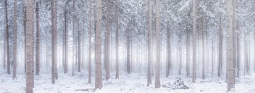 Witte wereld - Een winter landschap in de bossen van Bas Meelker