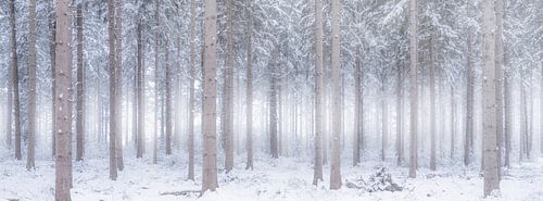 Witte wereld - Een winter landschap in de bossen