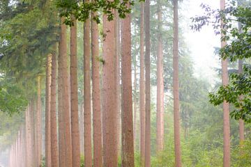 Lever de soleil tôt le matin dans une forêt de pins sur Sjoerd van der Wal Photographie