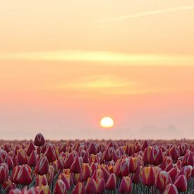 Tulpenveld bij zonsopkomst van Ilya Korzelius
