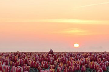 Tulpenveld bij zonsopkomst van Ilya Korzelius